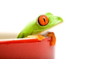 Image of a frog leaning out of a red cup